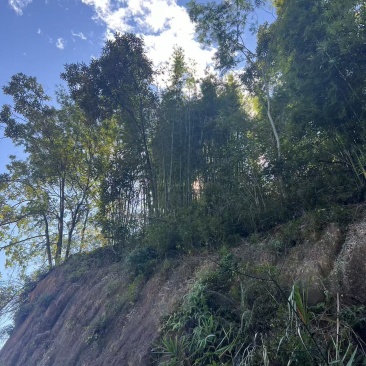 我们有3000亩青皮竹，另外有其他树木等，一整座山
