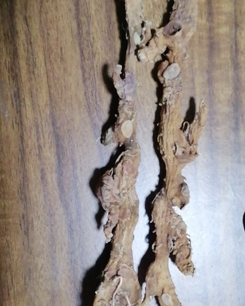 重庆合川黄精条姜精品