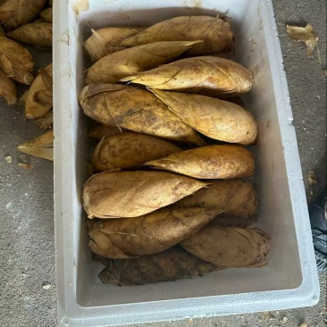 冬笋大量上市