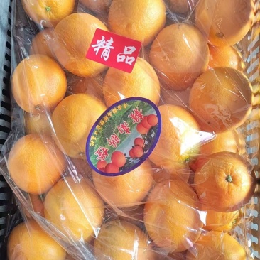 赣南脐橙