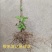 天然野生小菊苗老桩可食用茶中药泡茶野菊花老桩易成活