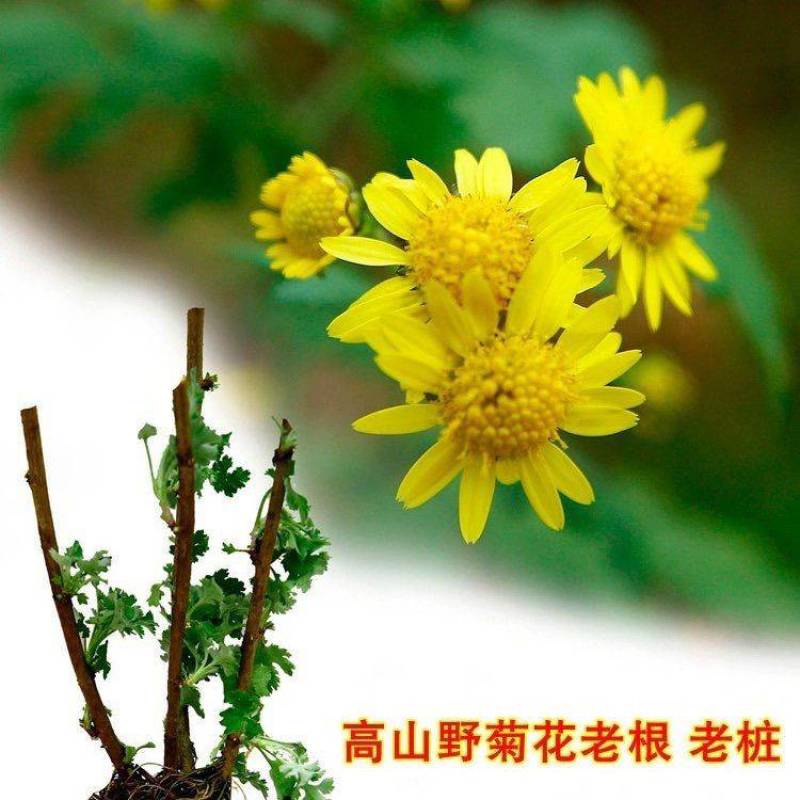天然野生小菊苗老桩可食用茶中药泡茶野菊花老桩易成活