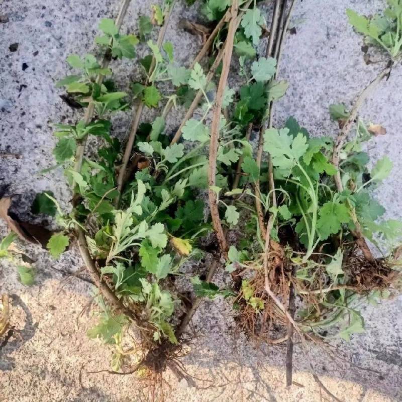 天然野生小菊苗老桩可食用茶中药泡茶野菊花老桩易成活