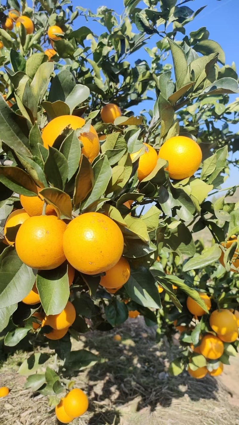 麻阳冰糖橙(锦红)