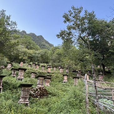 神农架林区红举野生百花蜂蜜