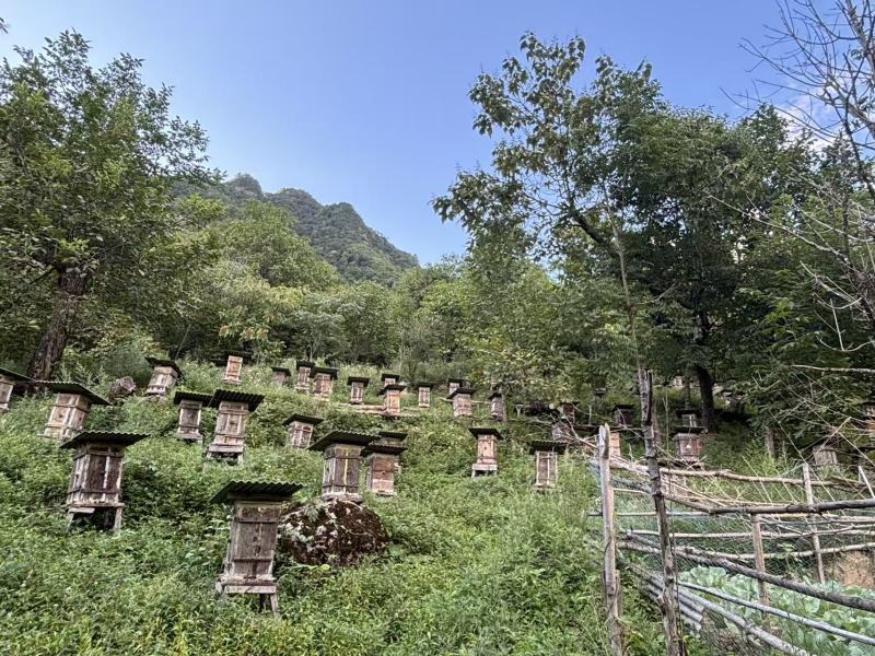 神农架林区红举野生百花蜂蜜