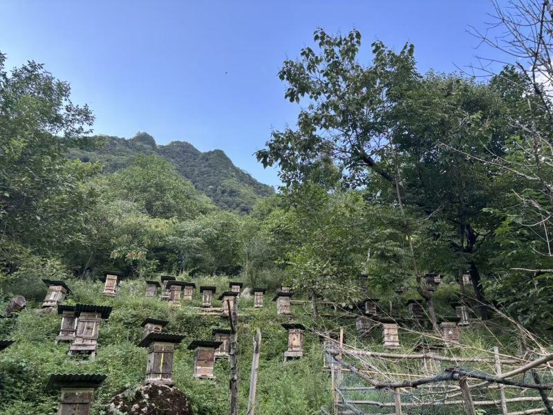 神农架林区红举野生百花蜂蜜