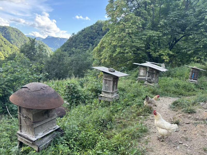 神农架林区红举野生百花蜂蜜
