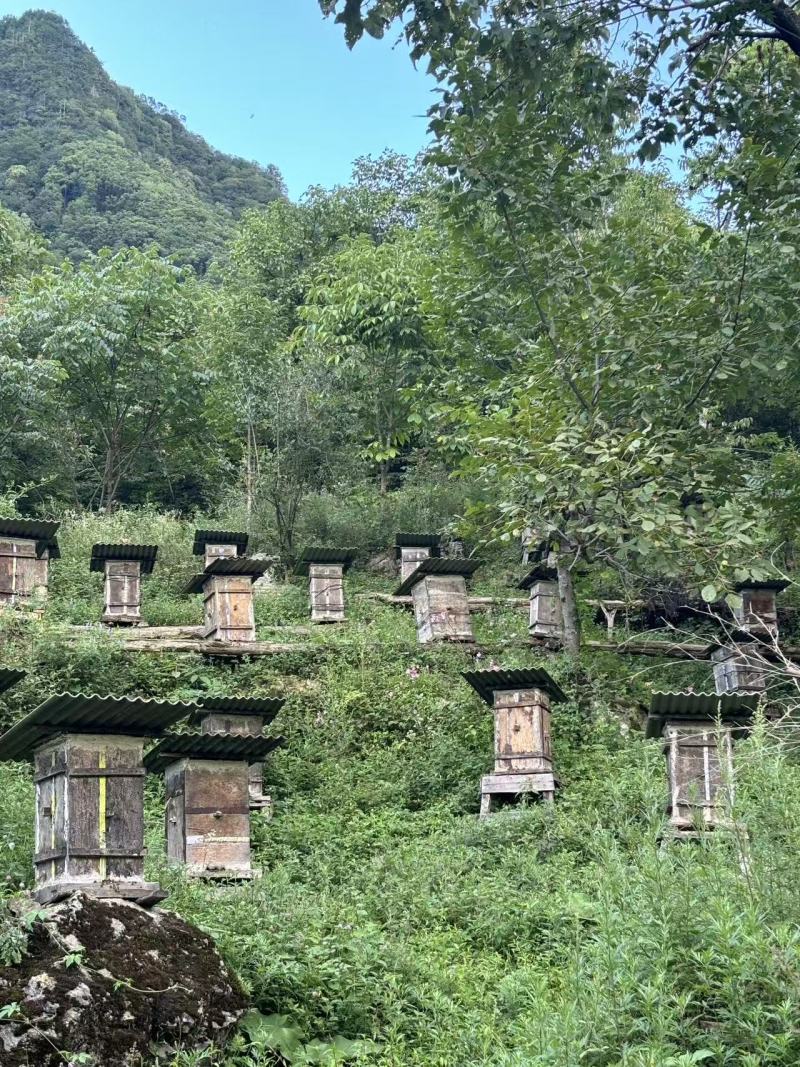 神农架林区红举野生百花蜂蜜