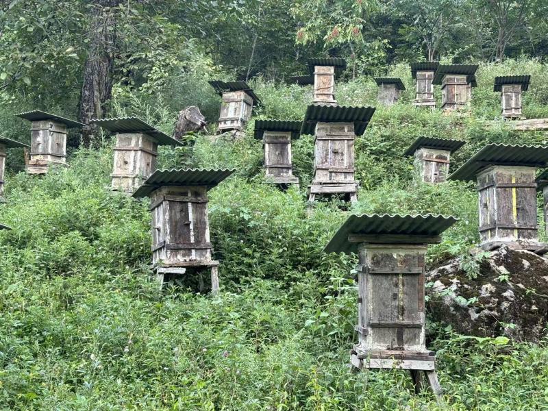 神农架林区红举野生百花蜂蜜