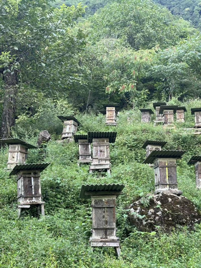 神农架林区红举野生百花蜂蜜