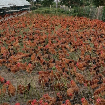 土鸡
