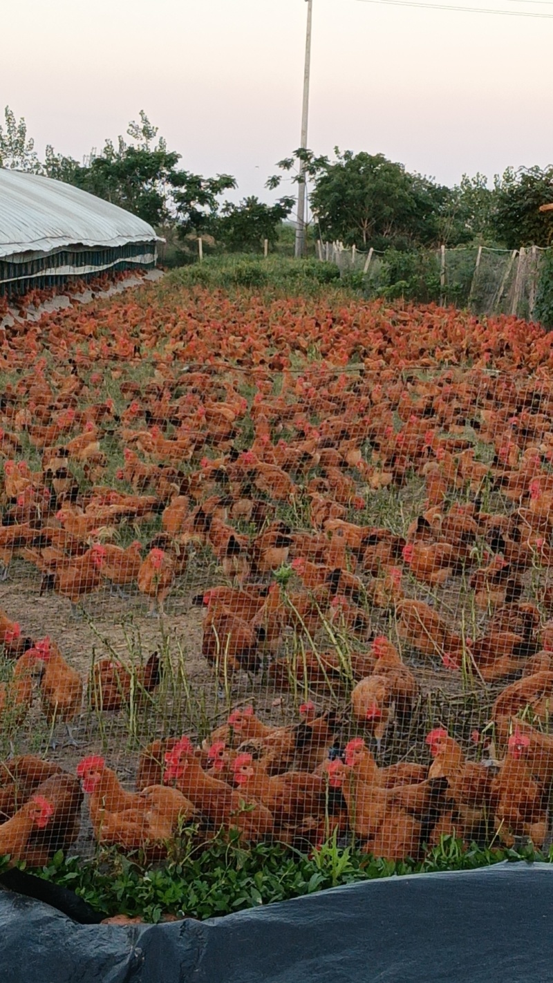 土鸡