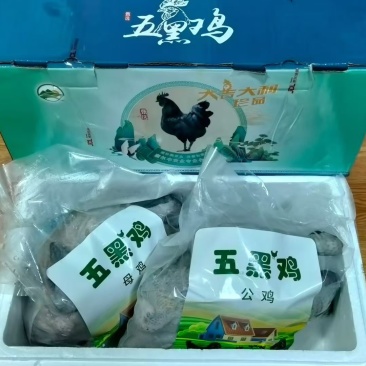 山地散养五黑鸡