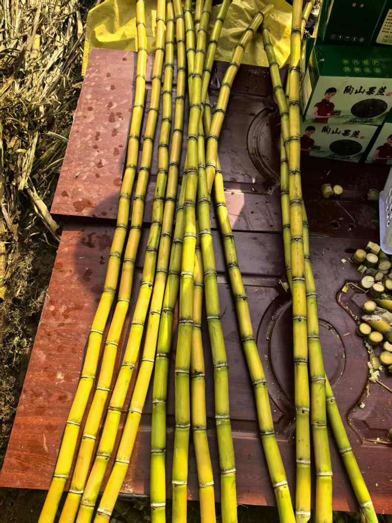 陶山广东甘蔗