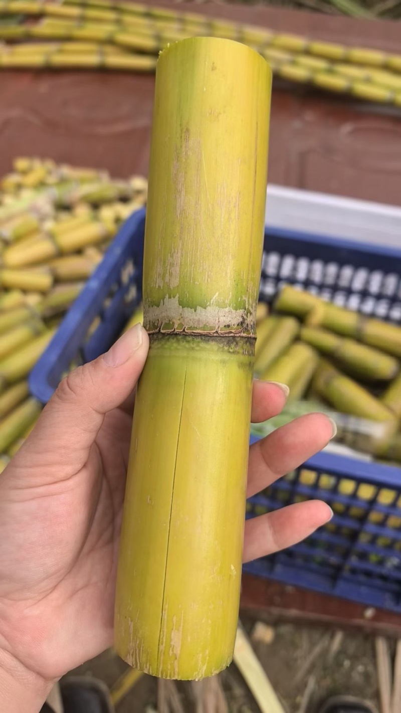 陶山广东甘蔗