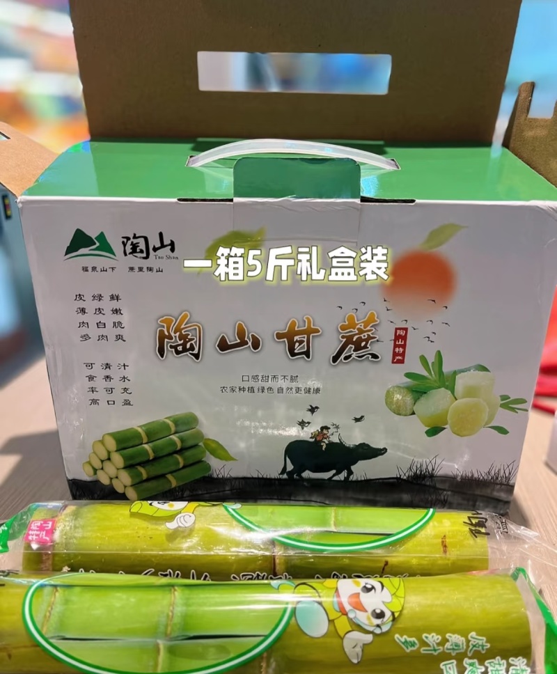 陶山广东甘蔗