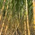 陶山广东甘蔗