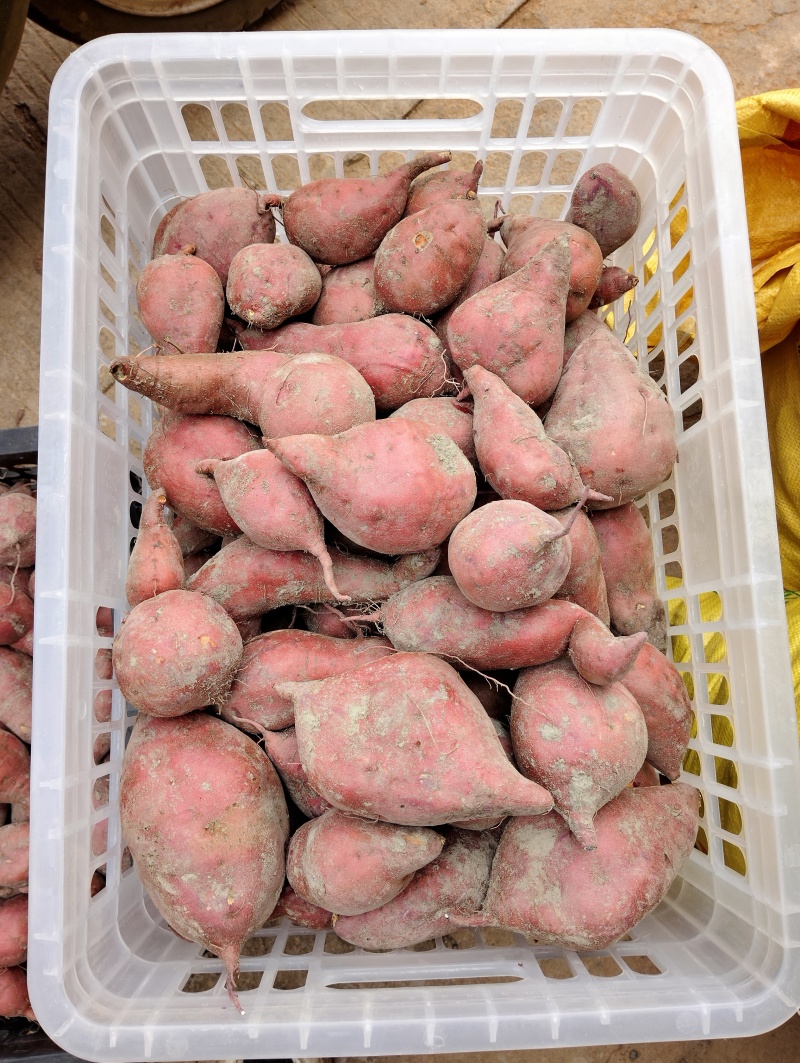 农村红薯，香甜软糯，单个重量1两至3两