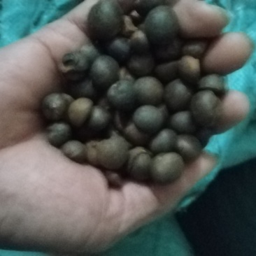 广西土山茶籽