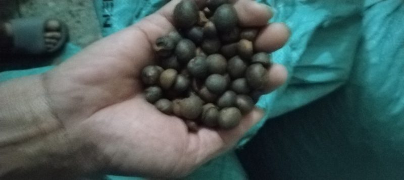 广西土山茶籽