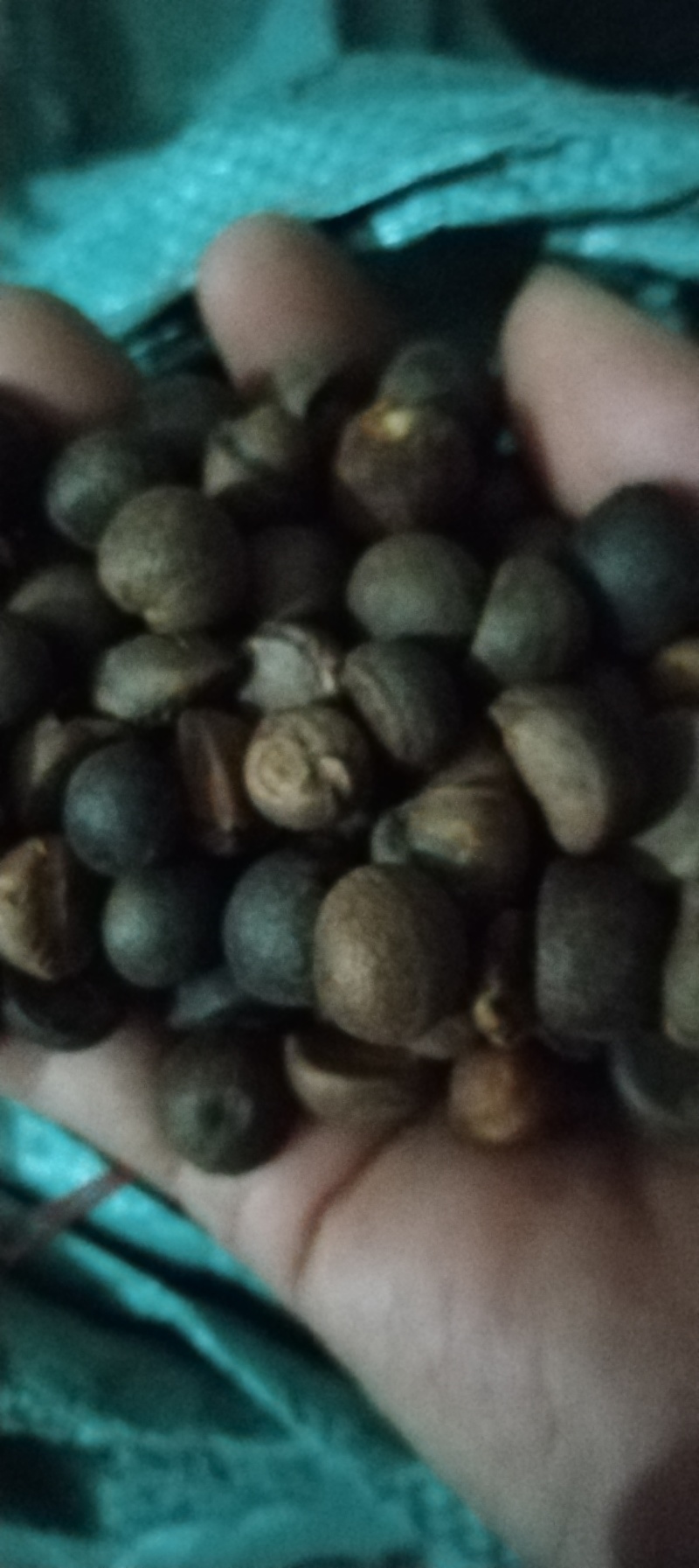 广西土山茶籽