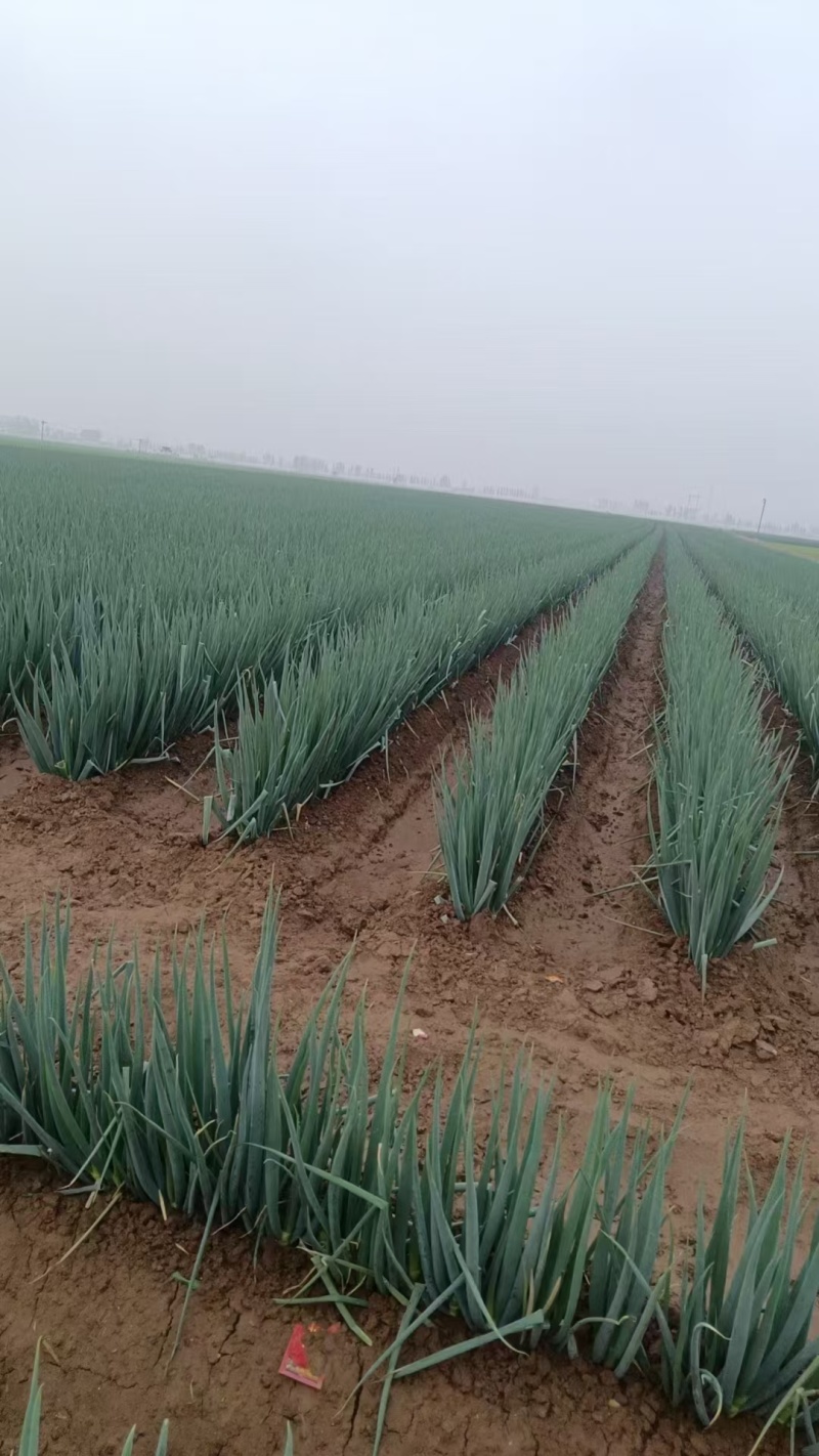 大葱精品走半挂的来