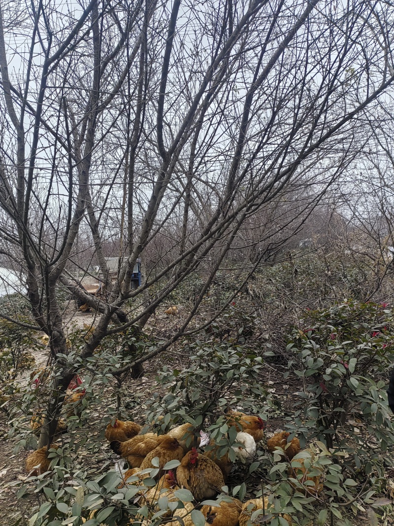 风景树品种是山毛桃树