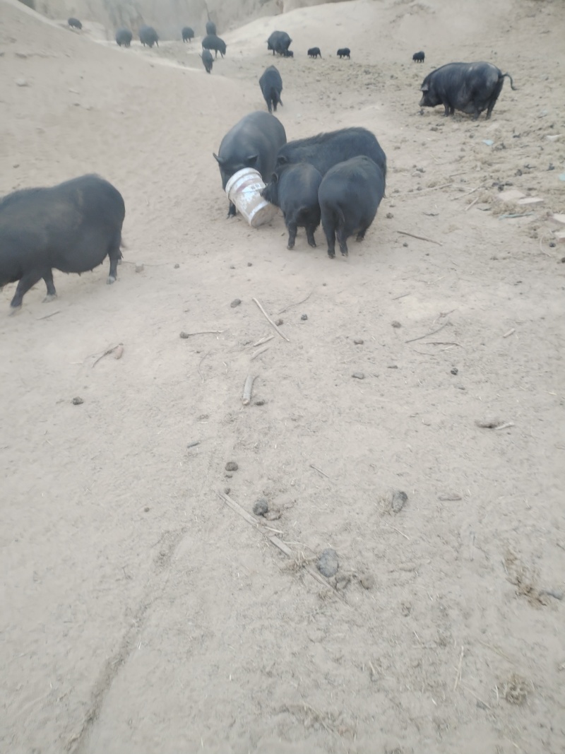 松山区藏香猪，散养生态，肉嫩营养更滋补，老人小孩都爱吃