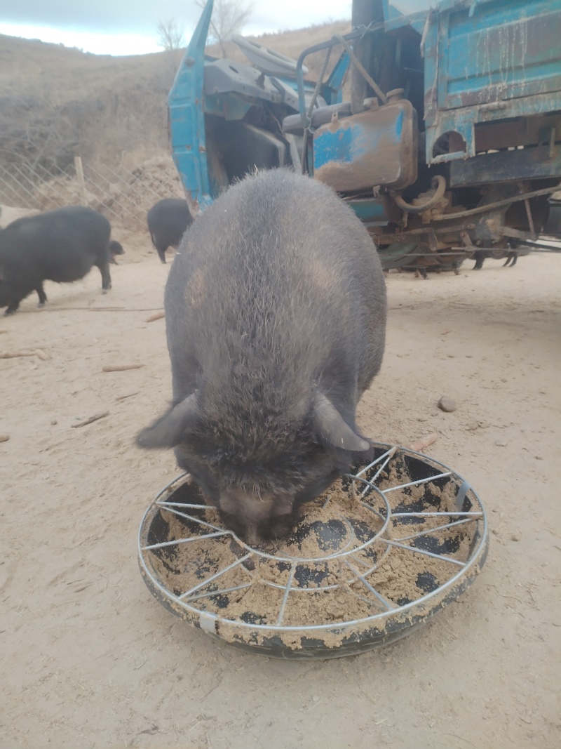 松山区藏香猪，散养生态，肉嫩营养更滋补，老人小孩都爱吃