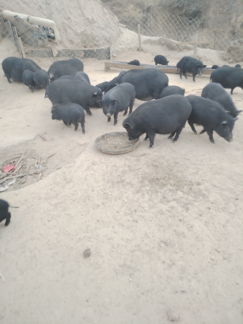 松山区藏香猪，散养生态，肉嫩营养更滋补，老人小孩都爱吃