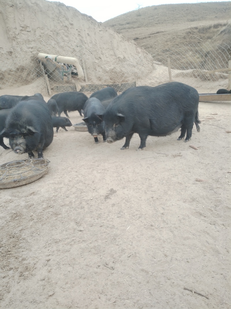 松山区藏香猪，散养生态，肉嫩营养更滋补，老人小孩都爱吃