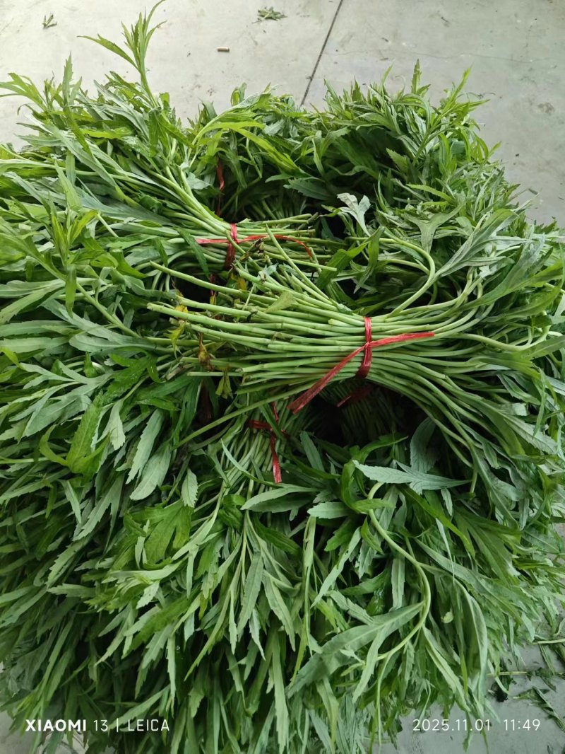 藜蒿（芦蒿）