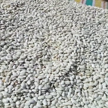 高海拔白芸豆