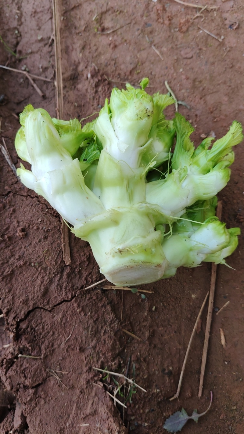 2斤左右，无抽苔