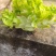2斤左右，无抽苔