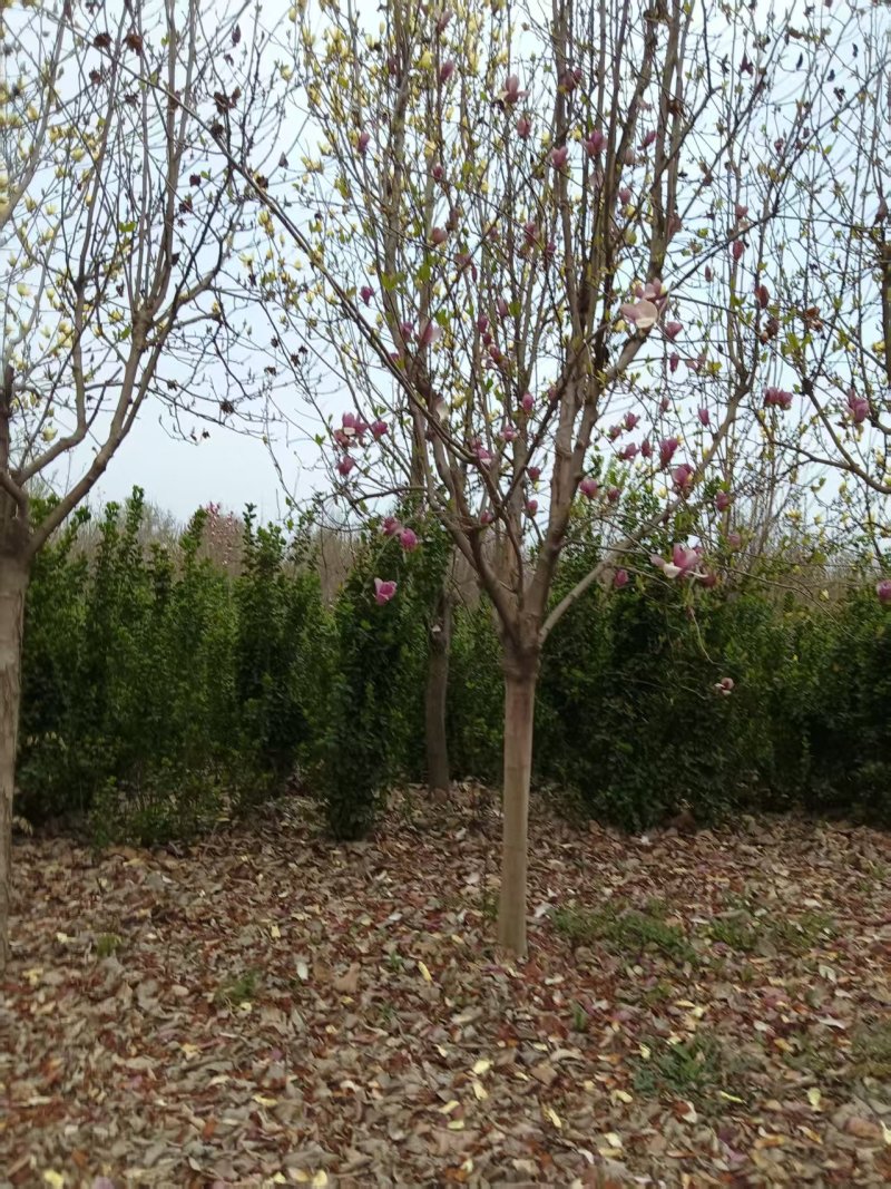 玉兰树