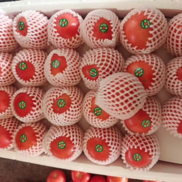 山东精品西红柿