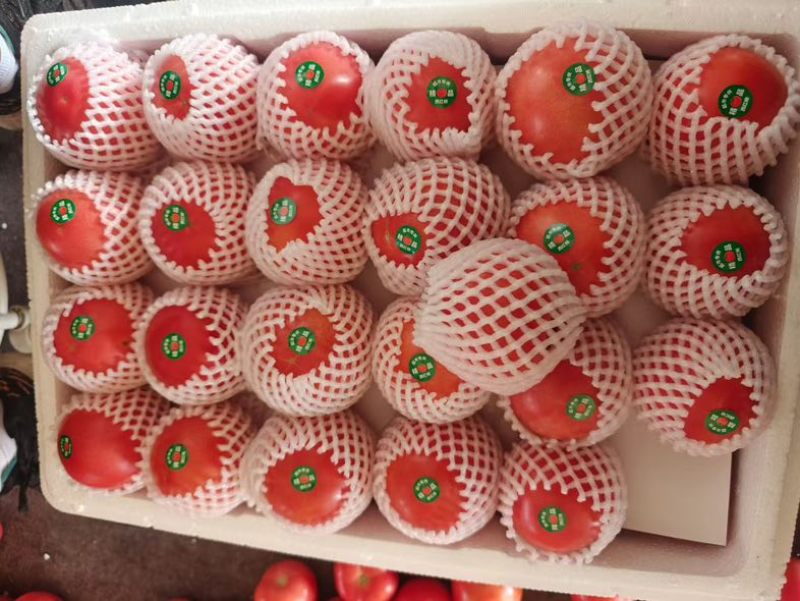 山东精品西红柿