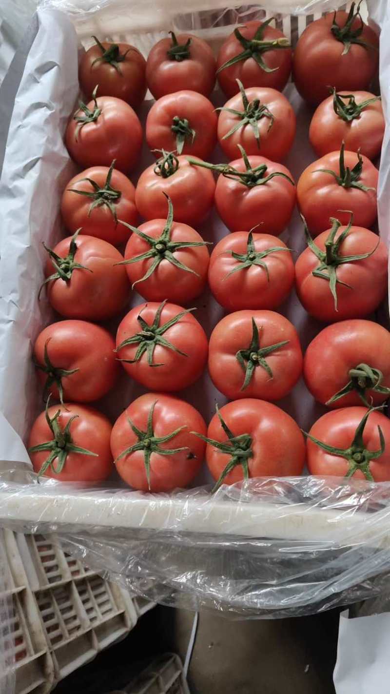 山东精品西红柿