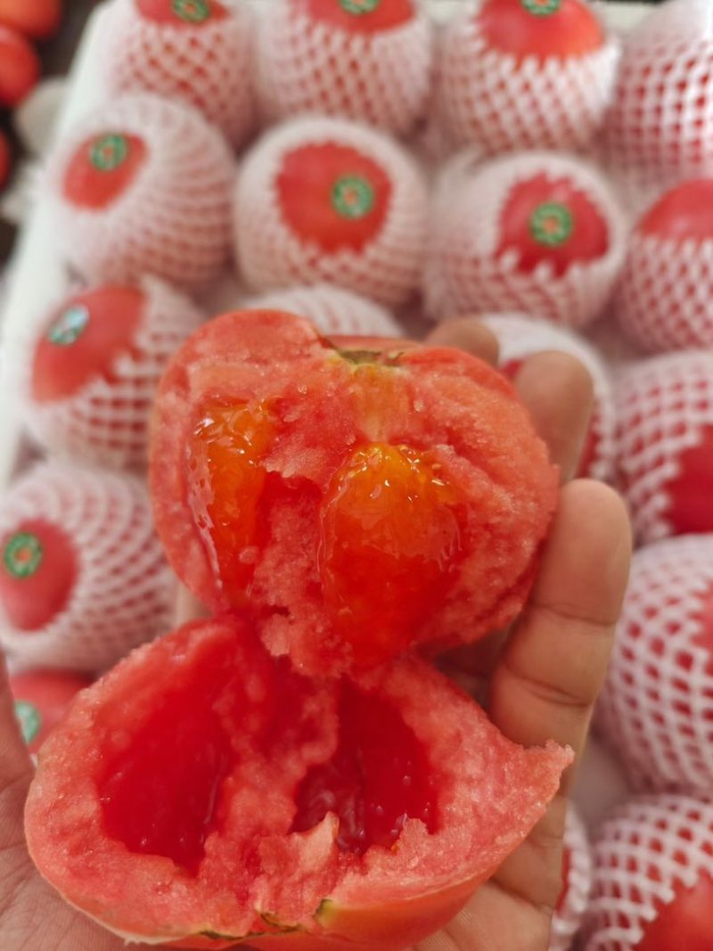 山东精品西红柿