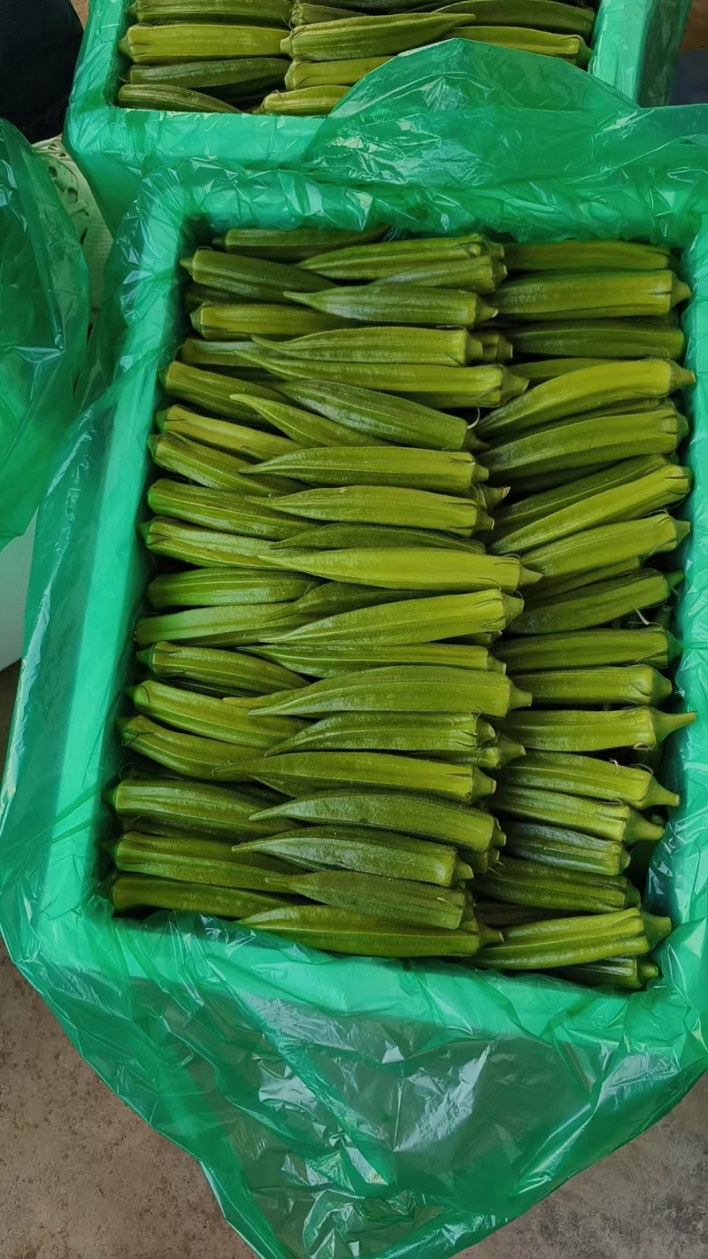 现采精品秋葵