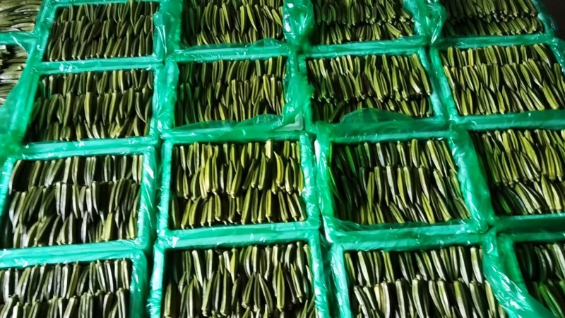 现采精品秋葵