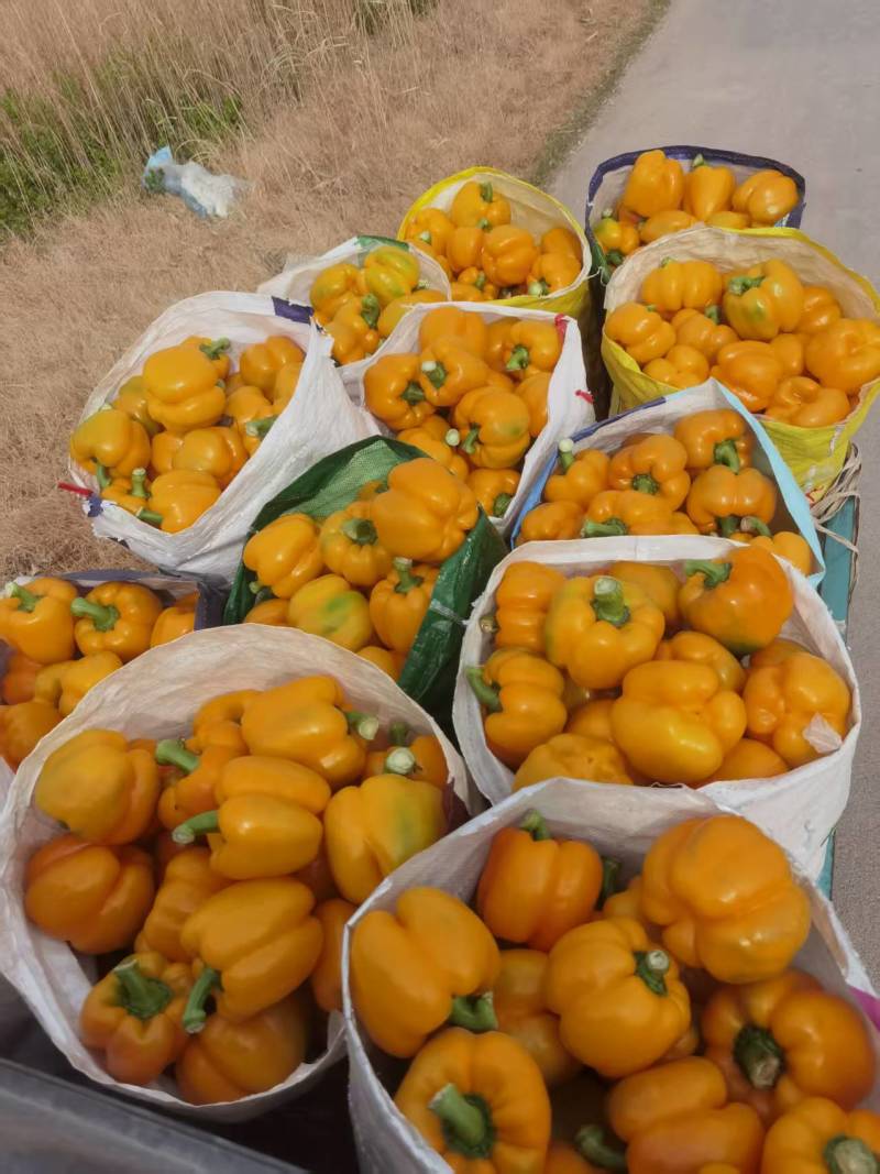 菜椒，圆椒，辣椒