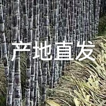 黑皮甘蔗