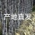 黑皮甘蔗