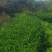 揭西良田岸洋高山云雾炒茶