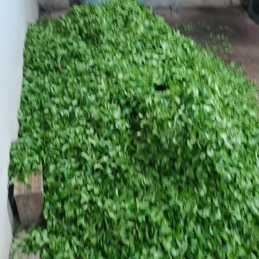 揭西良田岸洋高山云雾炒茶