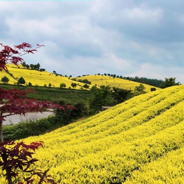 黄金芽，安吉白茶