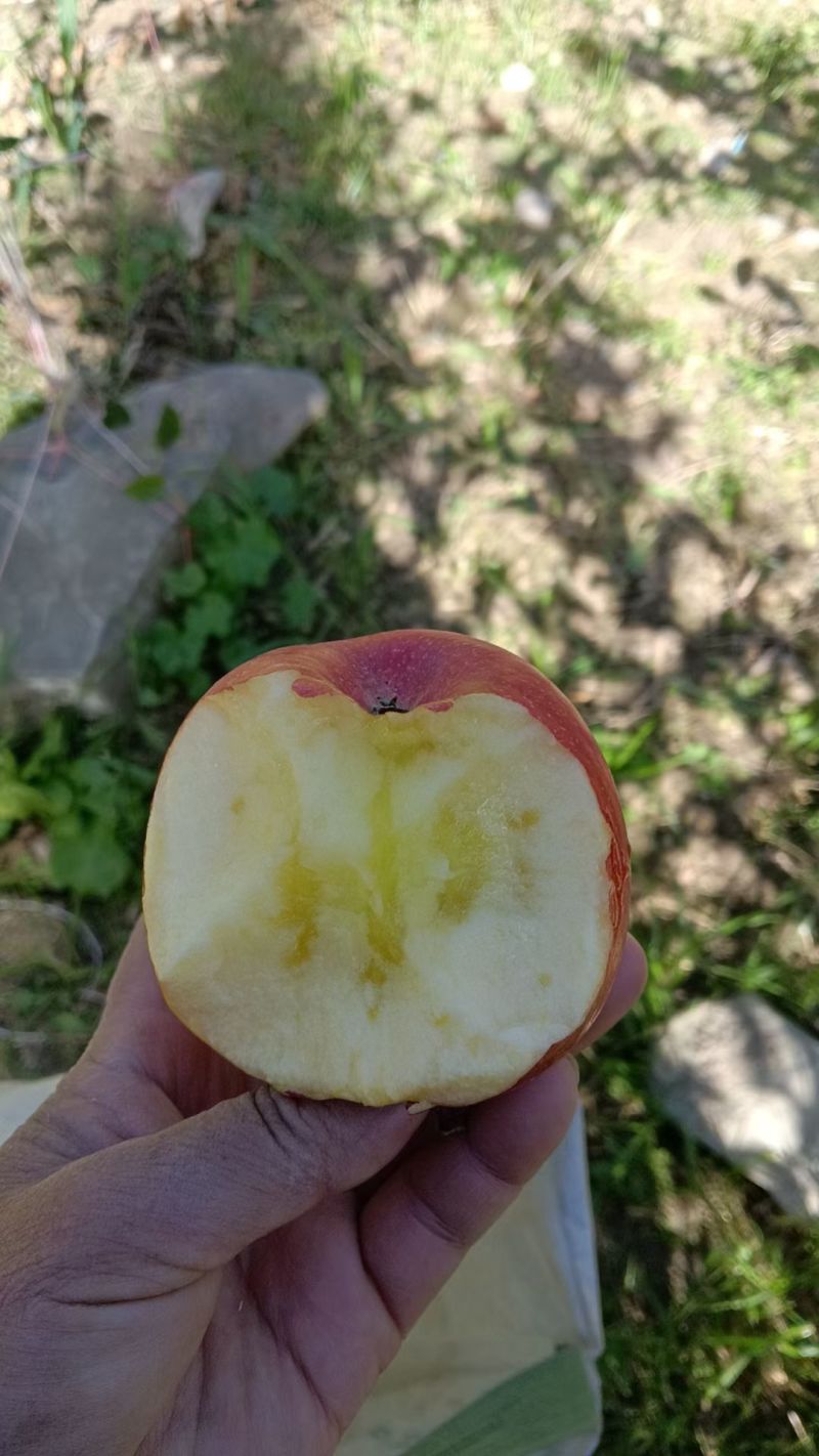 小金苹果小金红富士糖心苹果